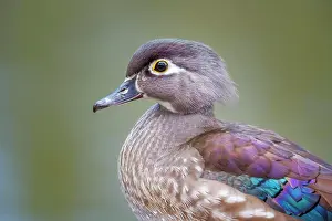 Ontario Prints: Wood Duck hen (Aix sponsa), Toronto, Ontario, Canada