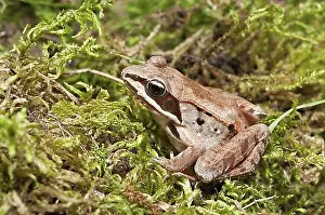Forested Prints: The wood frog (Rana sylvatica)