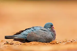 Chordate Prints: Wood Pigeon (Columba palumbus)