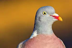 Birdwatching Prints: Wood Pigeon, Columba palumbus, Mediterranean Forest, Castile and Leon, Spain, Europe