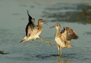 Fight Prints: Wood sandpiper (Tringa glareola), Lesvos, Greece, Europe