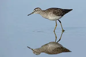 Feed Prints: Wood Sandpiper (Tringa glareola) adult