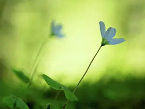 Bokeh Prints: Wood sorrel, Oxalis acetosella