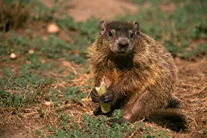 Rodent Prints: Woodchuck or Groundhog eating Celery (Marmota monax), Brick, NJ garden pest