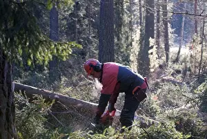 Work Tool Prints: A woodman working in the forest, Sweden