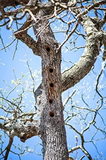 Spermatophyta Phanerogamae Prints: Woodpecker holes in a pubescent oak (Quercus pubescens)