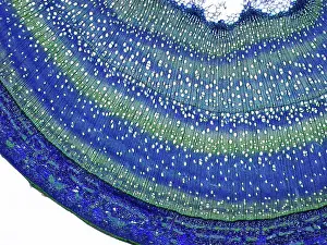 Angiosperm Prints: Woody stem.Light micrograph (LM) of a cross-section through a woody stem of a tree