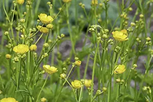Blossoms Prints: Woolly buttercup (Ranunculus lanuginosus) in flower