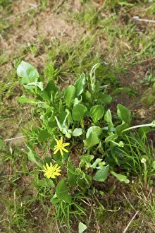 Zulu Kingdom Prints: Woolly Grasslans Senecio (Senecia coronatus)