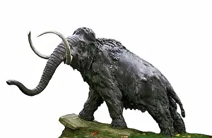 Extinct Prints: Woolly mammoth (mammuthus primigenius)