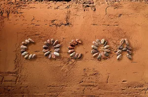 Word Prints: Cocoa