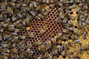 Workers Prints: Worker bees tending drone and honey/nectar cells in the brood frame part of the hive