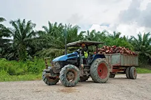 Malaysia Prints: A worker drives a truck loaded with oil palm fruits in Bintulu