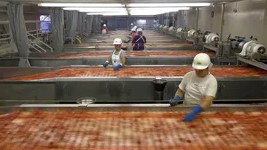 Tomatoes Prints: Workers Sorting Tomatoes in a Processing Facility