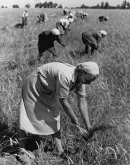 1946 Prints: Working on a collective farm in the name of Frunz