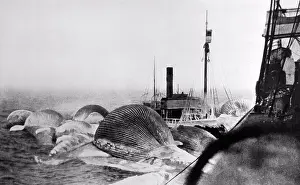 Nopeople Prints: World: c. 1910 Whale carcasses lashed to the stern of a whaling ship where they will be towed to an island beach