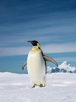 Penguins Prints: World's largest penguin, Emperor Penguins (Aptenodytes forsteri) on sea ice