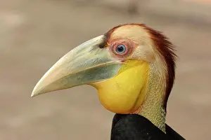 Bill Prints: Wreathed Hornbill (Rhyticeros undulatus) juvenile