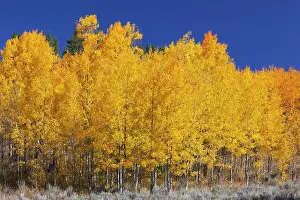 Wyoming Prints: WY, Grand Teton NP, aspen trees