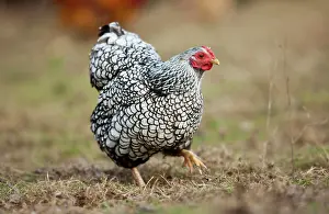 Phasianidae Prints: Wyandotte Bantam. Silver-laced hen scrtching for food. Germany
