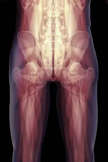 X Ray Prints: X-ray showing the skeletal structure of the human pelvis