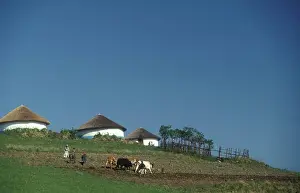 Colour Photograph Prints: Xhosa Women Ploughing with an ox drawn plough, Transkei, Eastern Cape. South Africa