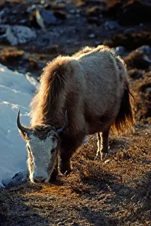 Verticals Prints: Yak grazing at Chukhung - KHUMBU DISTRICT, NEPAL