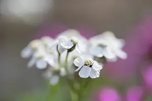 Bokeh Prints: Yarrow, Achillea millefolium, flower, close-up stand, blur