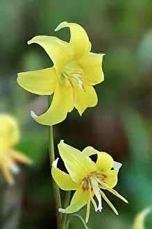 Blossoms Prints: Yellow avalanche lily, glacier lily or dogtooth fawn lily (Erythronium grandiflorum)