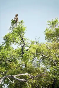 Baboon Prints: Yellow baboon (Papio cynocephalus) acting as look out for the troop from a tree top