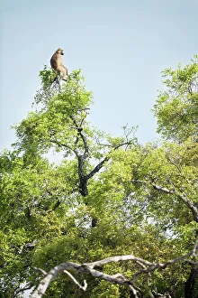 Primate Prints: Yellow baboon (Papio cynocephalus) acting as look out for the troop from a tree top