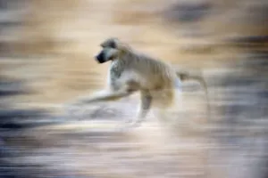 Baboon Prints: Yellow baboon (Papio cynocephalus) running along the banks of the Luangwa River