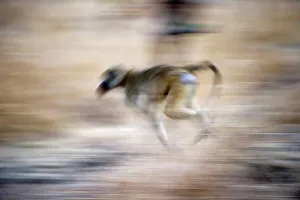 Baboon Prints: Yellow baboon (Papio cynocephalus) running along the banks of the Luangwa River