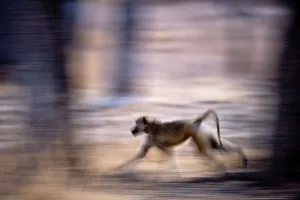 Yellow baboon (Papio cynocephalus) running along the banks of the Luangwa River