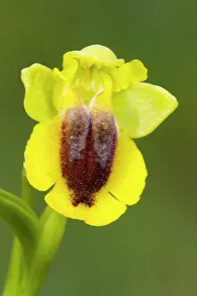 : Yellow Bee Orchid (Ophrys lutea) close-up of flower