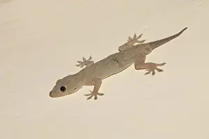 India Prints: Yellow-bellied House Gecko (Hemidactylus flaviviridis) adult