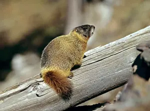 Beam Prints: Yellow-bellied Marmot on wooden beam, Marmota flaviventris