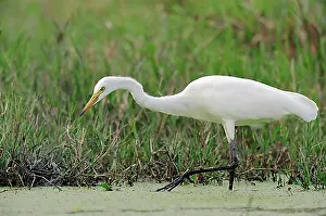 Rajasthan Prints: Yellow-billed Egret or Intermediate Egret (Egretta intermedia)