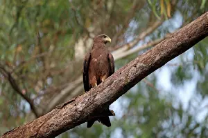 Branches Prints: Yellow-billed Kite (Milvus aegyptius) adult, perched on branch, Gambia, march