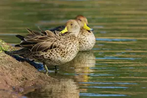 Peru Prints: Yellow-billed pintail ducks preening along the edge of the wetland