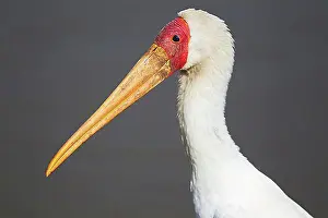 Natural Preserve Prints: Yellow-billed Stork (Mycteria ibis)