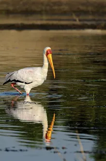 Yellow-billed (yellowbilled) Stork (Mycteria ibis)