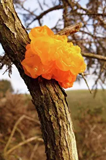 Fungi Prints: Yellow Brain Fungus (Tremella mesenterica) fruiting body