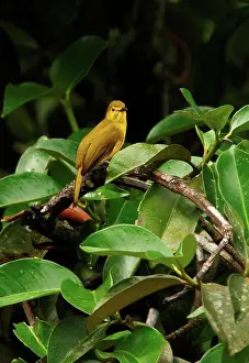 Songbird Prints: Yellow-browed Bulbul (Iole indica) adult, perched on bush, Sri Lanka, december