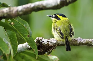 Songbird Prints: Yellow-Browed Tody-Flycatcher (Todirostrum chrysocrotaphum) in forest canopy along Napo River