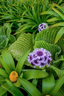2008 Prints: Yellow Bulbinella rossii flowers and Pleurophyllum speciosum