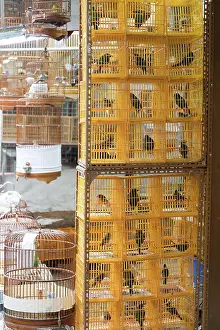 Market Prints: Yellow Cages For Birds Yellow Plastic Cages With Birds at Market Copyright: xZoonar
