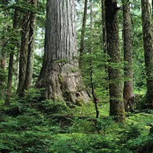 British Columbia Prints: Yellow Cedar, Caren Range, Sechelt Peninsula, British Columbia, Canada