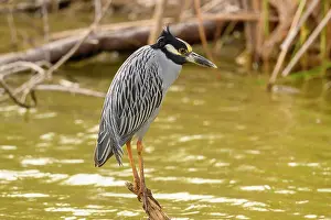 Diverse Prints: Yellow crowned night heron (Nyctanassa violacea)