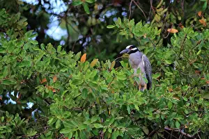 Tropical Prints: Yellow-crowned Night-heron (Nyctanassa violacea) adult